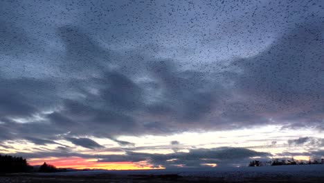 Starling-Murmurations-Gegen-Einen-Sonnenunterganghimmel-Im-Tarn-Sike-Nature-Reserve-Cumbria-UK