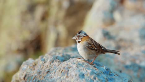 Rufous-collared-sparrow-hopping-on-rock-on-windy-day,-Slow-Motion