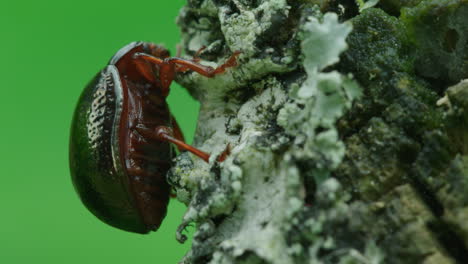 Un-Escarabajo-De-Hoja-En-Macro-Se-Encuentra-En-Líquenes-Contemplando-La-Vida