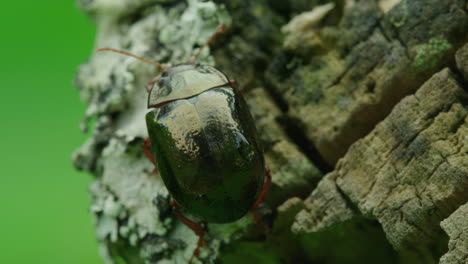 A-leaf-beetle-in-extreme-close-up-macro-stands-on-an-rotten-log-contemplating-life