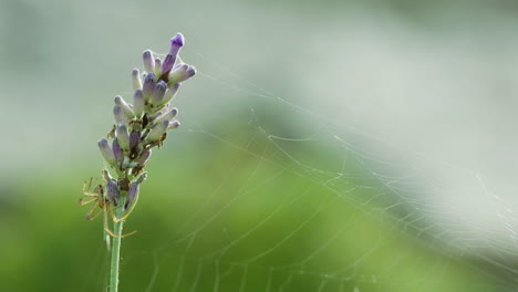 Eine-Spinne-Auf-Einer-Blume,-Deren-Netz-Erwartungsvoll-Ausgebreitet-Ist