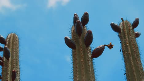 Close-up-of-Tampana-fruits-on-Kadushi-or-candle-cactus-in-Curacao,-Caribbean
