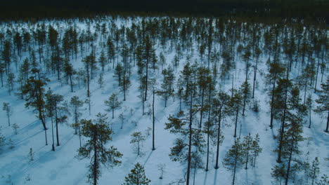 Cinematic-aerial-shot-of-a-very-young-forest