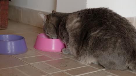Junge-Graue-Katze,-Die-Ausgewogenes-Essen-Auf-Ihrer-Rosa-Schüssel-Isst