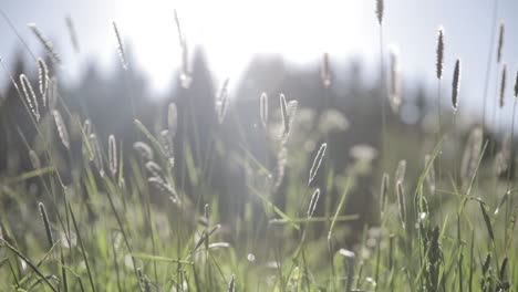 Grass-is-swaying-by-the-breeze-in-a-field-with-a-bright-sun-in-the-background