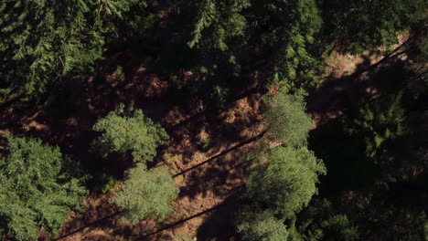 Stunning-cinematic-rising-and-rotating-aerial-shot-of-a-forest