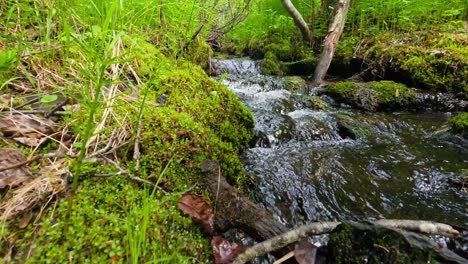 Fast-moving-water-in-a-small-forest-creek-as-water-rolls-over-rocks