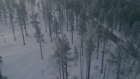 Atemberaubende-Filmische-Luftaufnahme-Eines-Gefrorenen-Kiefernwaldes-Im-Nebel