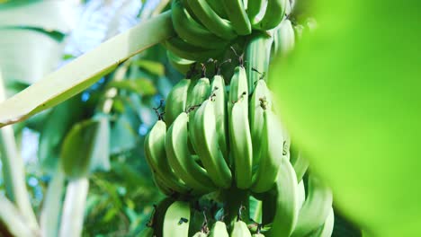 Green-banana-bunches-hanging-from-tree-in-Caribbean-jungle,-TILT-UP