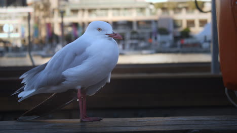 White-Sydney-Seagull
