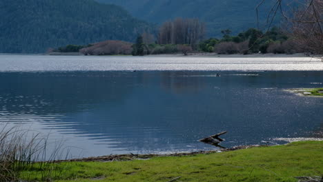 Family-of-black-ducks-swimming-in-the-lake