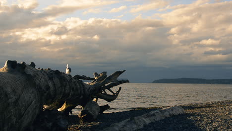 A-seagull-walks-along-a-large-driftwood-log-on-a-beach-in-Washington-State-overlooking-Puget-Sound