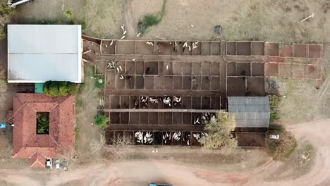 Aerial-images-of-cattle-auction