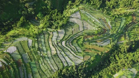 Drone-shots-have-been-taken-in-a-beautiful-place-where-the-cultivation-is-done-as-well-as-the-natural-beauty-is-remarkable