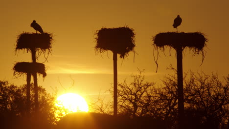 Stunning-long-lens-shot-of-storks-on-their-nests