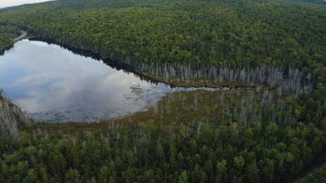 Luftaufnahme-Eines-Spiegelähnlichen-Teichs-Inmitten-Eines-Sehr-Dichten-Waldes