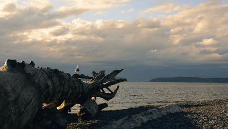 A-seagull-flaps-its-wings-and-hops-to-another-branch-of-a-large-driftwood-log-on-a-beach-in-Washington-State-overlooking-Puget-Sound