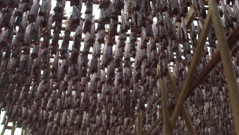 Cinematic-tracking-close-up-shot-of-fish-drying-on-the-racks