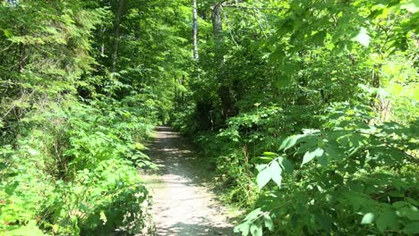 BIke-path-through-heavy-forest-in-Michigan,-USA