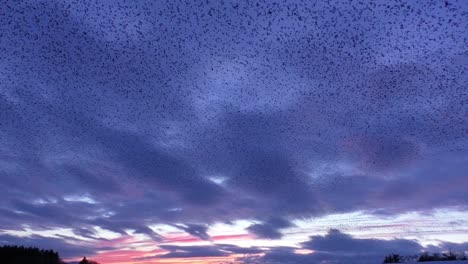 Starling-Murmurations-Gegen-Den-Sonnenuntergang-Am-Tarn-Sike-Nature-Reserve-Cumbria-UK