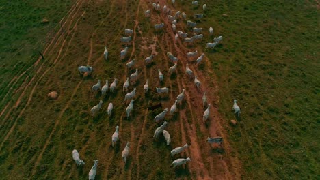 Aerial-drone-shot-flying-over-a-herd-of-cattle-and-tilting-down-to-a-birds-eye-view