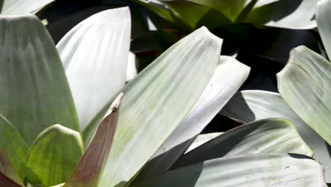 Close-up-of-beautiful-garden-of-large-bromeliads