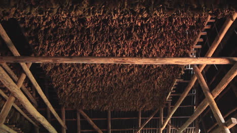 Wide-shot-of-tobacco-leaves-drying