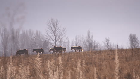 Stunning-cinematic-wide-shot-of-horses-in-early-morning-sunlight