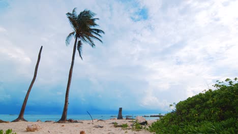 Slowmo-Low-Angle,-Caribbean-palm-tree-blowing-in-wind-with-cloudy-sky