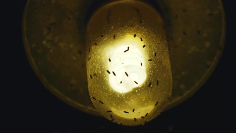 Fruit-flies-crawling-on-outdoor-porch-light,-Low-Angle-Close-Up