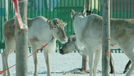 Reindeers-at-the-annual-championships-in-Inari,-Finland