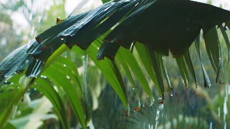 Banana-leaf-during-heavy-rainfall-during-rainy-season-storm,-Curacao,-Caribbean