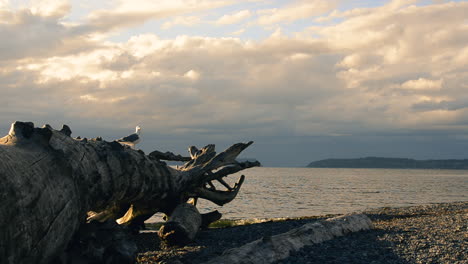 A-seagull-standing-on-a-large-driftwood-log-on-a-beach-in-Washington-State,-overlooking-Puget-Sound