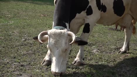Nahaufnahme-Einer-Schwarz-weißen-Kuh,-Die-Auf-Einer-Ranch-Weidet
