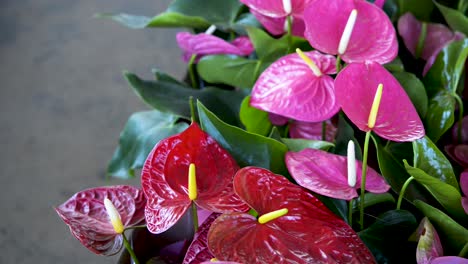 Pink-and-red-garden-anthuriums.-Panoramic-plane-shift