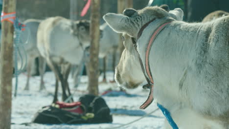 Reindeers-waiting-to-race-at-the-annual-championships-in-Inari,-Finland