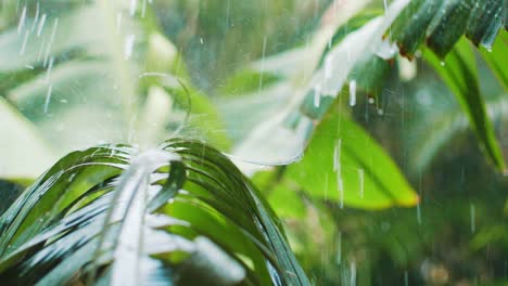 Raindrops-falling-on-banana-leaves-in-lush-jungle-during-rain-season