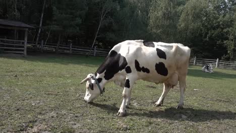 Una-Hermosa-Vaca-Sana-Pastando-En-Un-Rancho