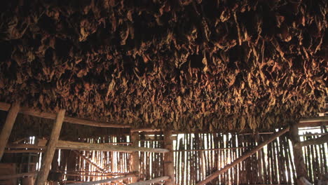 Tobacco-leaves-hanging-on-racks-to-dry