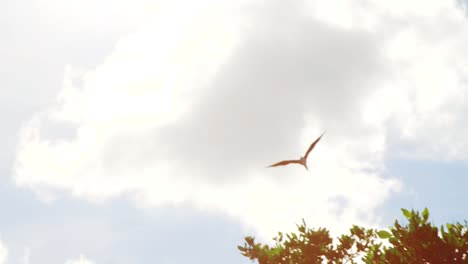 Magnificent-Frigatebird-soaring-through-heavenly-sky-in-Caribbean