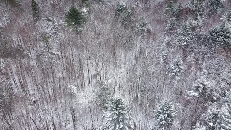 Luftrutsche-Von-Oben-Nach-Unten-über-Einen-Schneebedeckten-Wald-Mit-Kahlen-Bäumen-Und-Evergreens