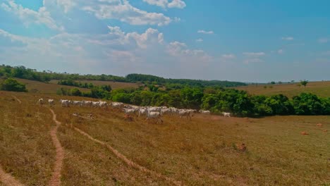 Eine-Rinderherde-Trabt-Durch-Ein-Offenes,-Trockenes-Feld-Im-Ländlichen-Südamerika