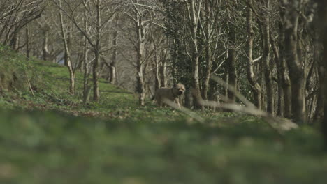 Cinematic-long-lens-shot-of-a-border-terrier-running-in-the-countryside