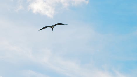 Silhouette-Fregattvogel,-Der-Durch-Strahlend-Blauen-Himmel-über-Die-Sonne-Fliegt
