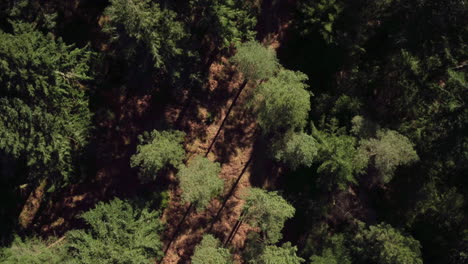 Atemberaubende-Filmische-Aufsteigende-Luftaufnahme-Eines-Waldes