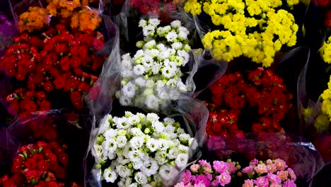 Schöne-Bunte-Kalanchoe-Blossfeldiana,-Die-In-Töpfen-Gepflanzt-Werden,-Um-In-Der-Blumenzucht-Verkauft-Zu-Werden