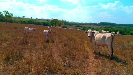 Orbital-parallax-shot-around-a-cow-standing-and-grazing-with-a-herd-in-a-dry-field