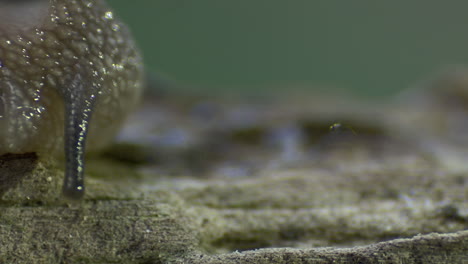 Stunning-cinematic-macro-shot-of-a-snail-travelling-on-a-piece-of-wood