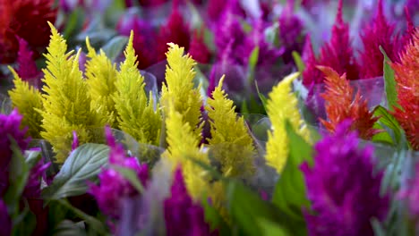 Schöne-Celosia-Argentea-In-Töpfen-Gepflanzt-Und-Bereit,-In-Der-Blumenzucht-Verkauft-Zu-Werden