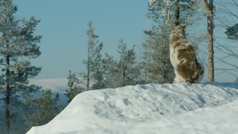 Ein-Husky-Collie-Hund-Sitzt-Im-Schnee,-In-Einem-Wald